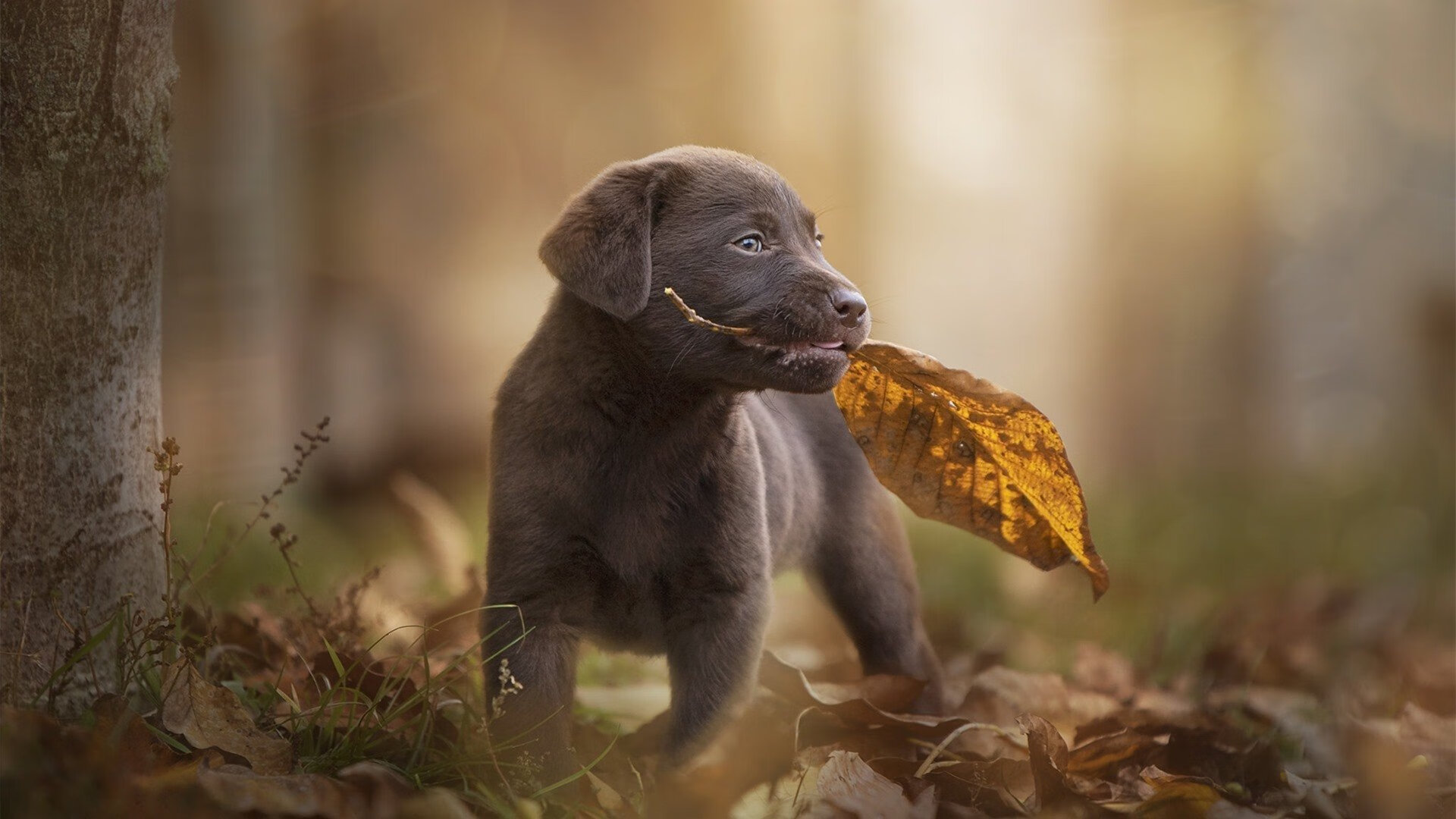 开云体育app-战术密码破解伊比利亚，门神觉醒，勒沃库森如何拿下葡萄牙，与拉亚的焦点战正名