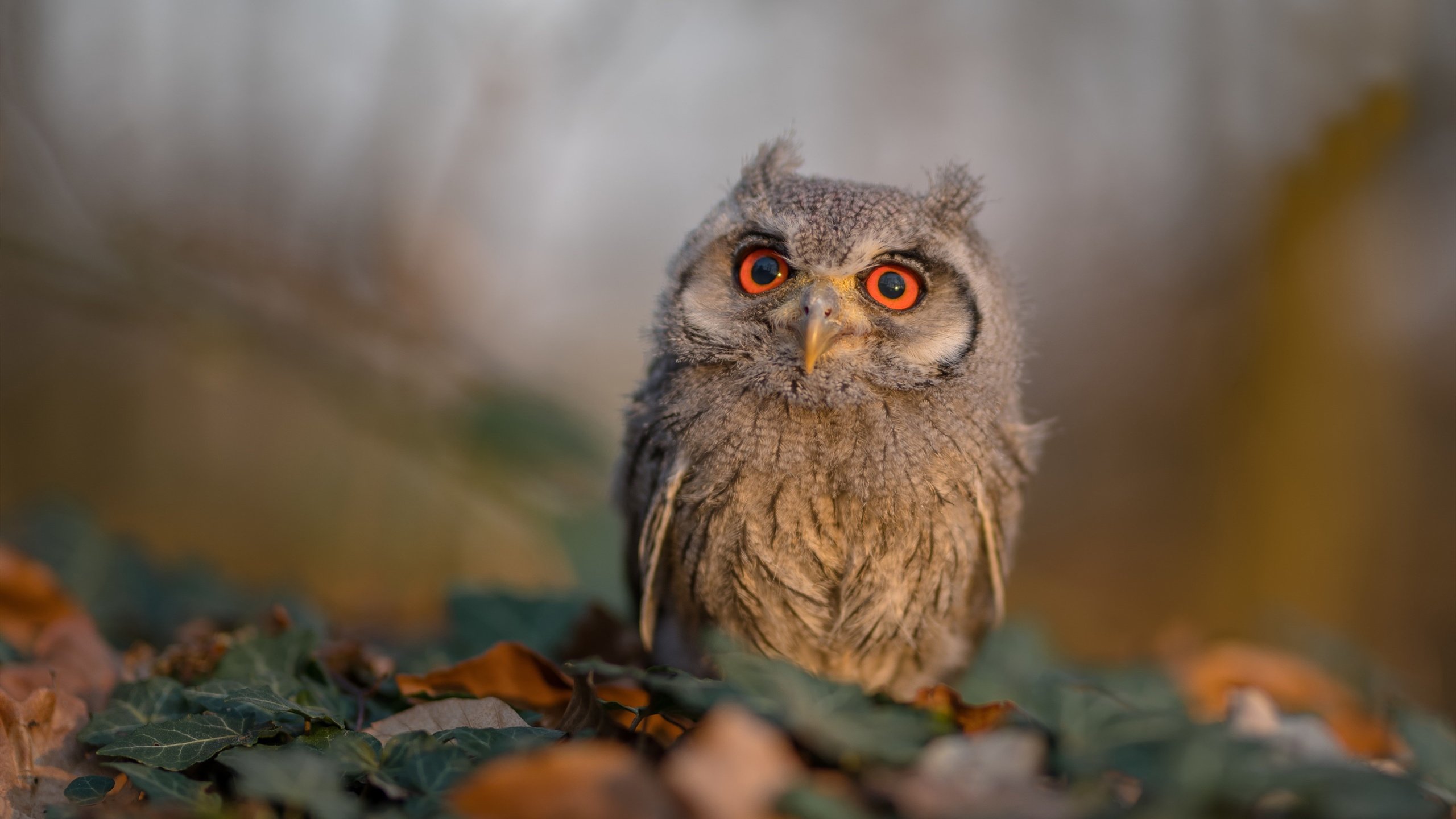 暗夜独舞，当克瓦拉多利亚在禁区画出新大陆的轮廓