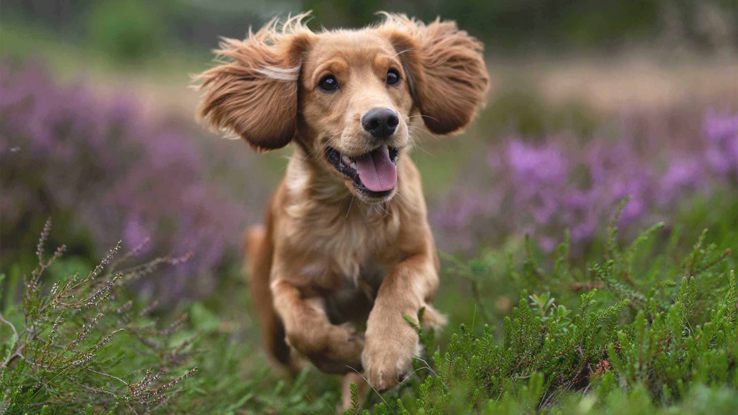 开云体育-被遗忘的魔幻夜，奥利维耶与那场唯一的南非对阵沙特