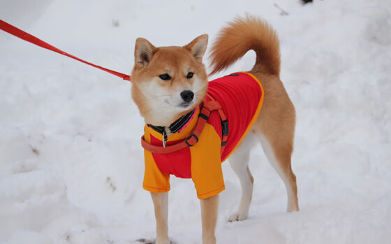 西甲国家德比之夜,约基奇攻防两端统治,当足球盛宴遇见篮球艺术