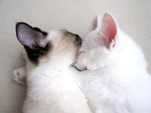 引擎轰鸣之夜，孤独引擎如何稳稳拿下洛杉矶弯道