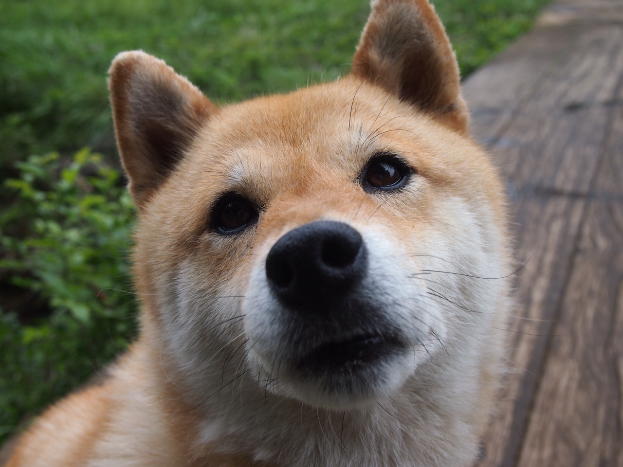 森林狼撕碎鹈鹕背后,约基奇展示历史级统治力,狼群啃下硬核启示录