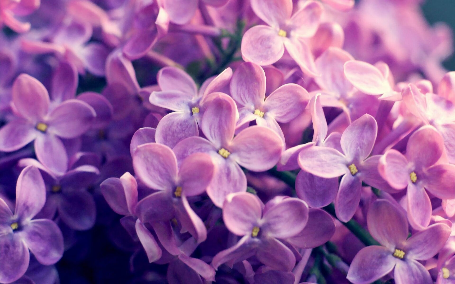 极速竞技场上的冷血杀手，当F1街道赛的轰鸣遇见西亚卡姆式的掌控