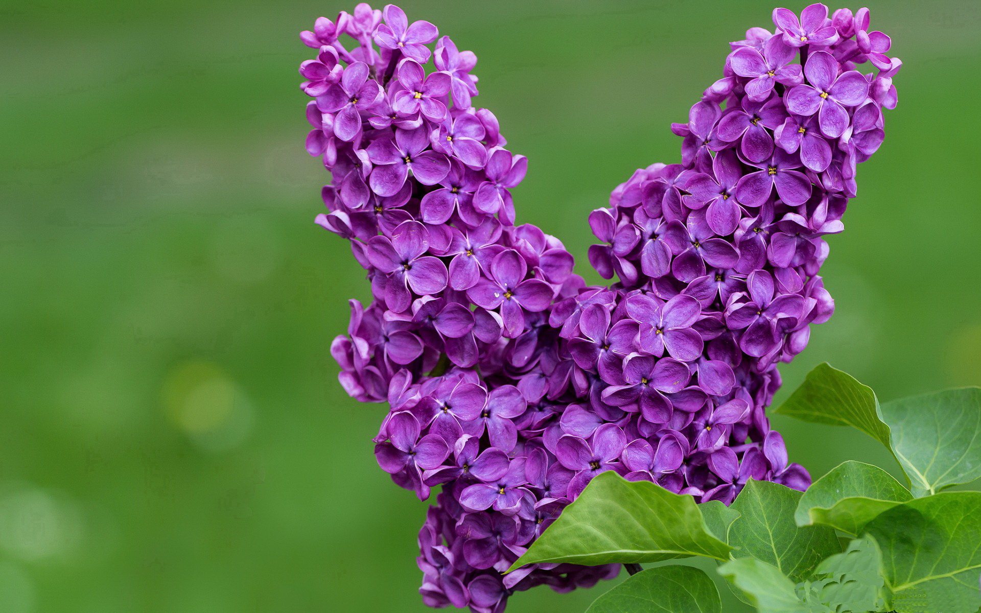 开云体育在线-他的每一步都让对手窒息，苏亚雷斯把教科书封面刻在了智利晋级之路上
