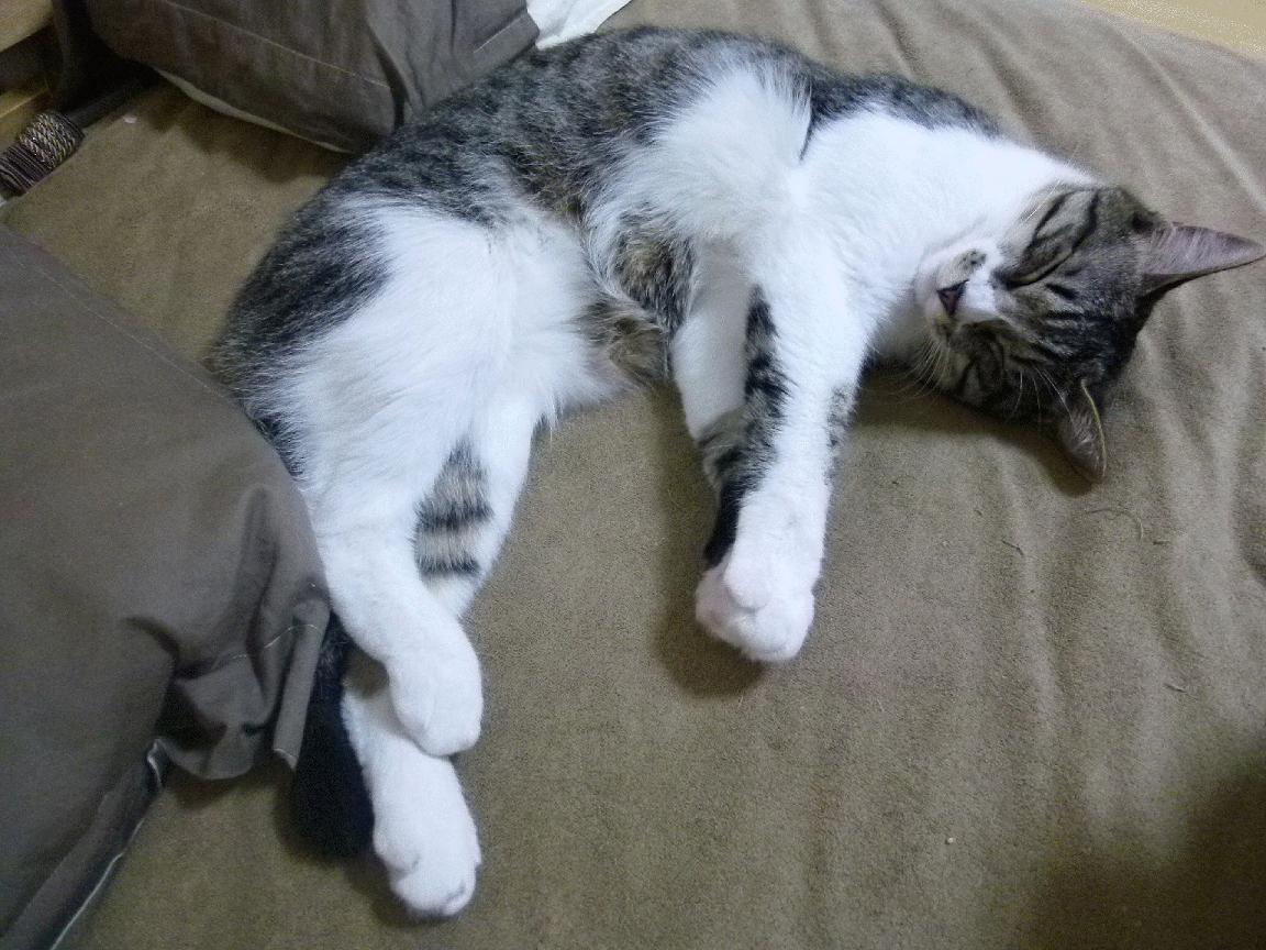 开云体育在线-足球之夜，巴雷拉的史诗交响与北非雄狮的浴血搏杀