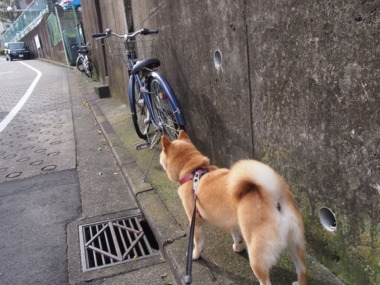 丹麦童话的北欧回响,莱万以波兰巨斧劈开亚平宁月光