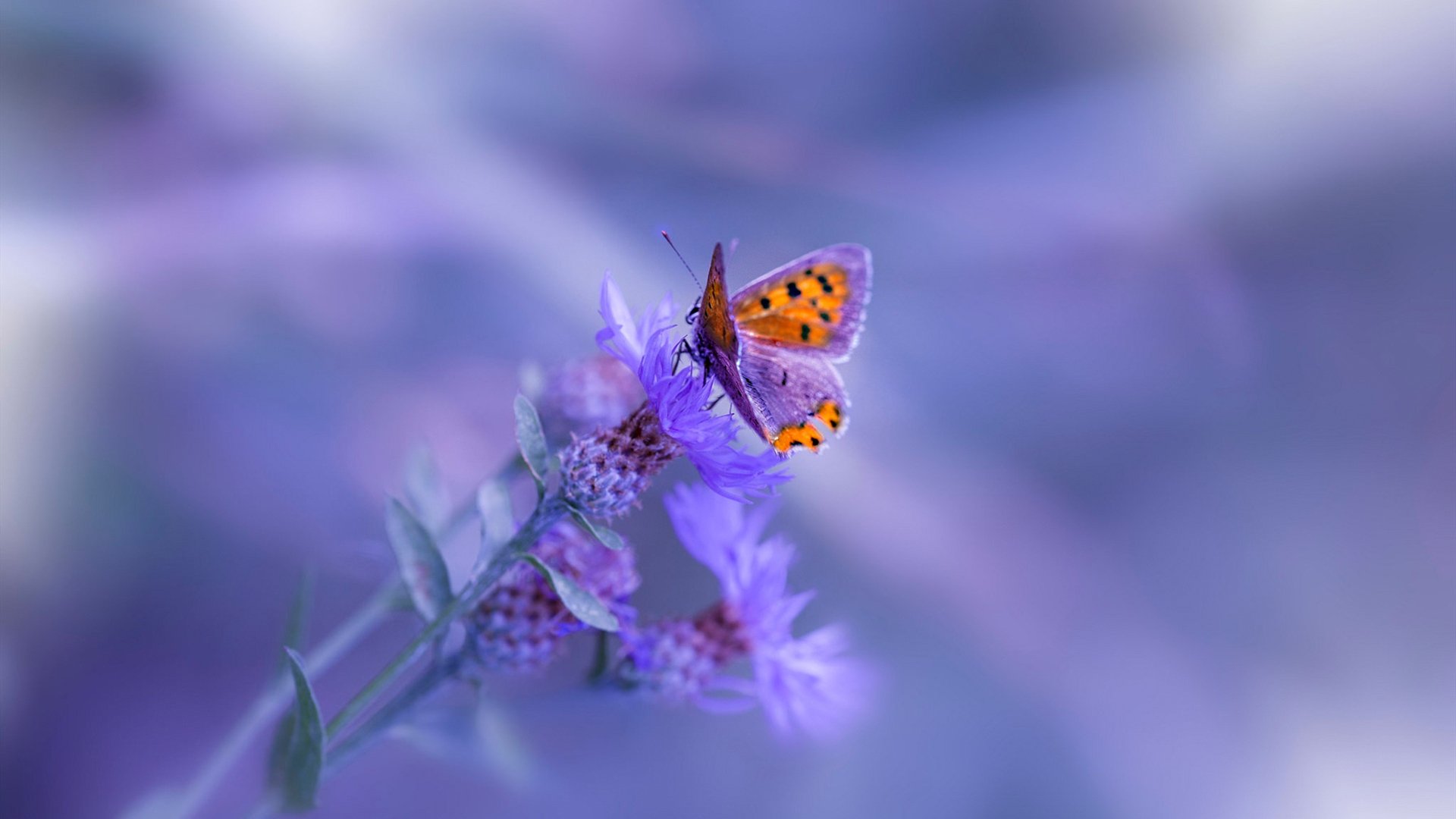 峭壁与星辰,塞维利亚逆转之夜与梅西的永恒步伐