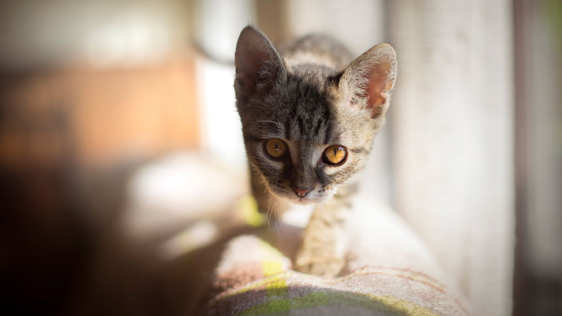 节奏为王,贝恩如棋手布阵,掘金以系统篮球正面碾碎76人神话