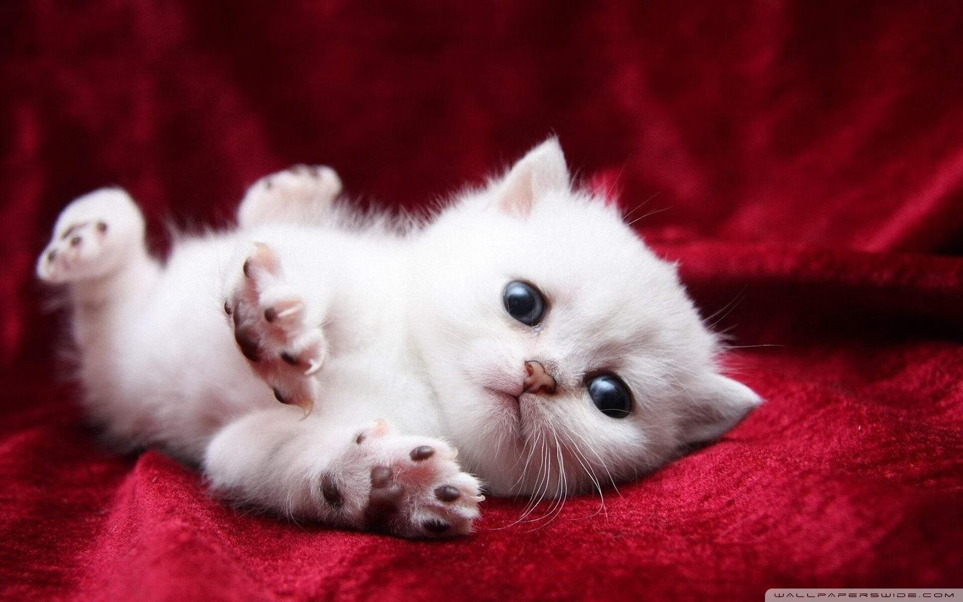 西甲国家德比焦点战启示录,广厦队一波流战术横扫独行侠