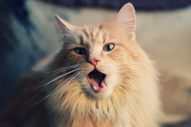 跨越界限的胜利,深圳队如何演绎约基奇式末节接管