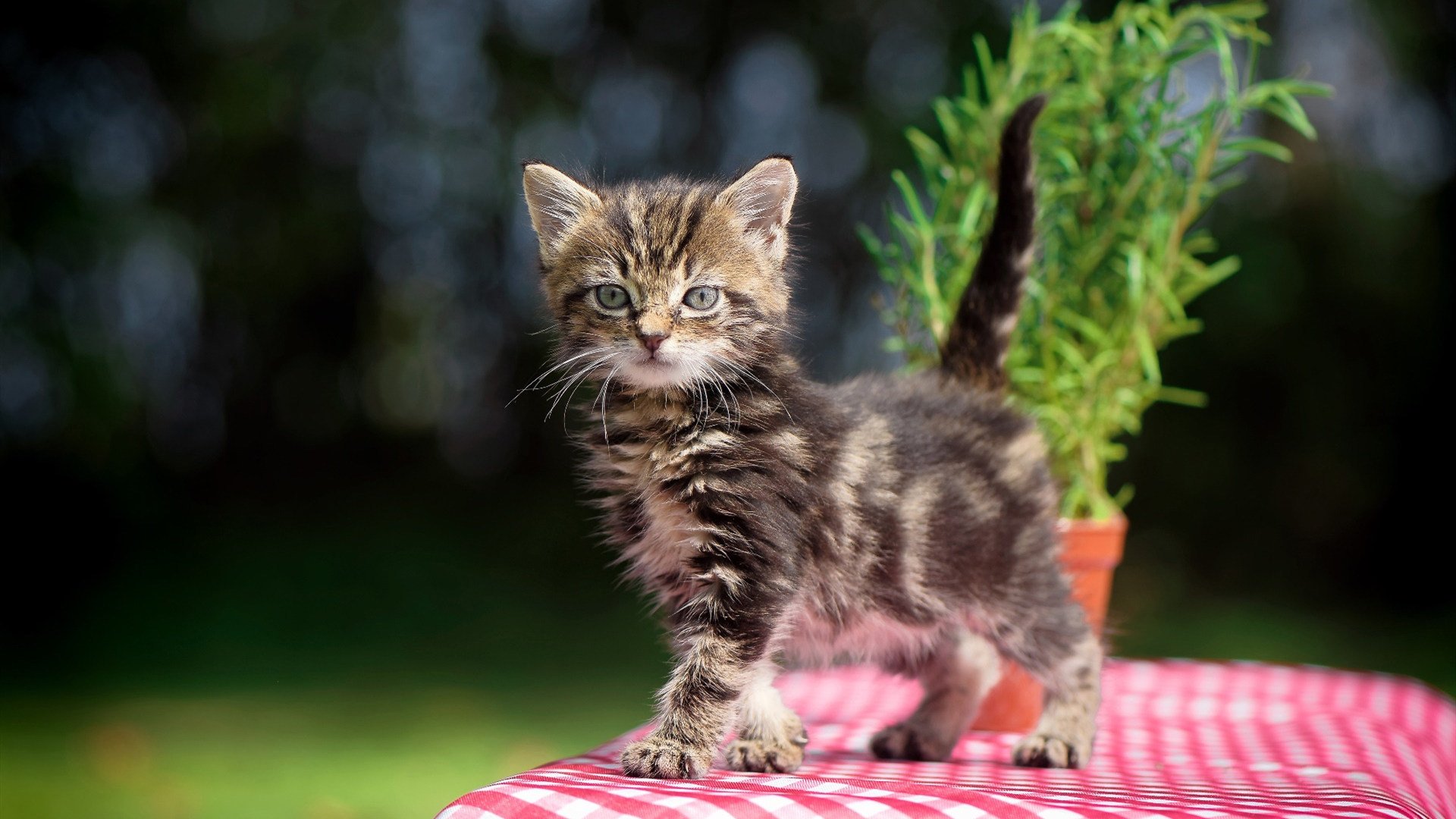 盾骨,当沉默巨岩迸出焚城烈火,卡塞米罗一射陨落那不勒斯
